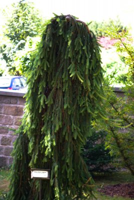 Picea abies 'Inversa' - smrk ztepilý, obecný - celek